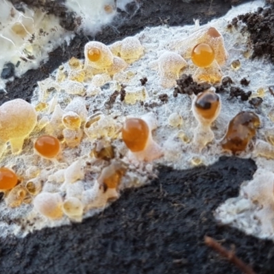 Corticioid fungi at Black Mountain - 29 Jul 2020 by tpreston