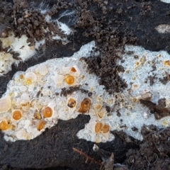 Corticioid fungi at Bruce, ACT - 29 Jul 2020