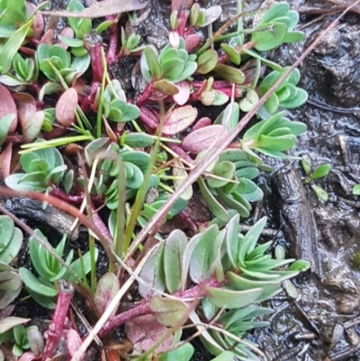 Lythrum hyssopifolia (Small Loosestrife) at Black Mountain - 29 Jul 2020 by tpreston