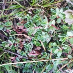 Lythrum hyssopifolia at Bruce, ACT - 29 Jul 2020