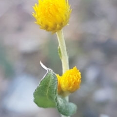 Chrysocephalum apiculatum (Common Everlasting) at Bruce, ACT - 29 Jul 2020 by tpreston