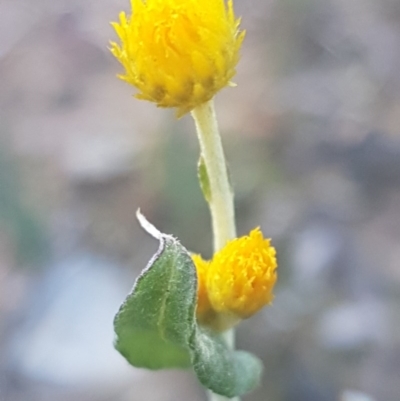 Chrysocephalum apiculatum (Common Everlasting) at Bruce, ACT - 29 Jul 2020 by trevorpreston