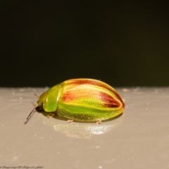 Peltoschema orphana (Leaf beetle) at Acton, ACT - 28 Jul 2020 by Roger