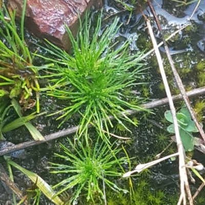 Unverified Plant at Bruce, ACT - 29 Jul 2020 by trevorpreston