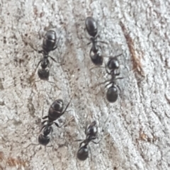 Anonychomyrma sp. (genus) (Black Cocktail Ant) at Bruce, ACT - 29 Jul 2020 by trevorpreston