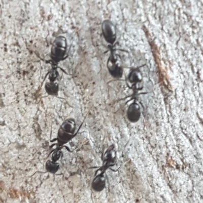 Anonychomyrma sp. (genus) (Black Cocktail Ant) at Bruce, ACT - 29 Jul 2020 by tpreston
