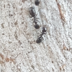 Anonychomyrma sp. (genus) at Bruce, ACT - 29 Jul 2020