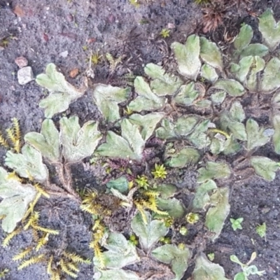 Riccia sp. (genus) (Liverwort) at Black Mountain - 29 Jul 2020 by trevorpreston