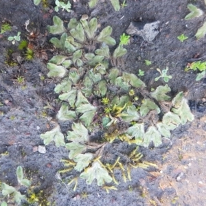 Riccia sp. (genus) at Bruce, ACT - 29 Jul 2020