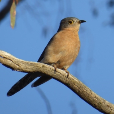 Cacomantis flabelliformis (Fan-tailed Cuckoo) at Yass River, NSW - 29 Jul 2020 by SenexRugosus