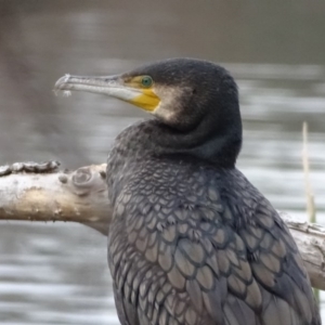 Phalacrocorax carbo at Yarralumla, ACT - 25 Jul 2020