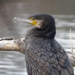 Phalacrocorax carbo (Great Cormorant) at Lake Burley Griffin West - 25 Jul 2020 by Mike