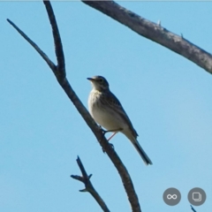 Anthus australis (Australian Pipit) at Googong Foreshore - 29 Jul 2020 by Ct1000