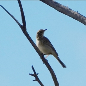 Anthus australis at Googong, NSW - 29 Jul 2020 01:01 PM