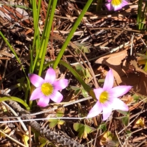 Romulea rosea var. australis at Watson, ACT - 29 Jul 2020 01:30 PM