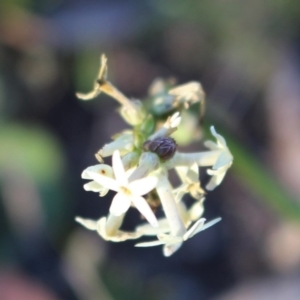 Stackhousia monogyna at Watson, ACT - 23 Jul 2020 05:27 PM