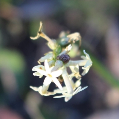 Stackhousia monogyna (Creamy Candles) at Mount Majura - 23 Jul 2020 by Sarah2019