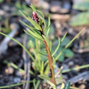 Stackhousia monogyna at Watson, ACT - 23 Jul 2020