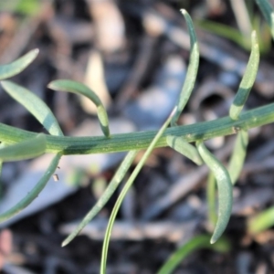 Stackhousia monogyna at Watson, ACT - 23 Jul 2020