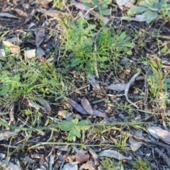 Stackhousia monogyna at Watson, ACT - 23 Jul 2020