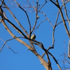 Acanthiza lineata (Striated Thornbill) at Weetangera, ACT - 8 Jun 2020 by Tammy