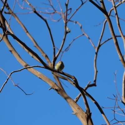 Acanthiza lineata (Striated Thornbill) at The Pinnacle - 8 Jun 2020 by Tammy