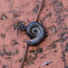 Ommatoiulus moreleti (Portuguese Millipede) at Watson, ACT - 25 Jul 2020 by Sarah2019