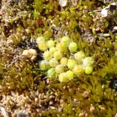 Gigaspermum repens (Moss) at Campbell, ACT - 25 Jul 2020 by JanetRussell