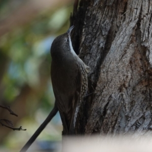 Cormobates leucophaea at Black Range, NSW - 29 Jul 2020 01:26 PM