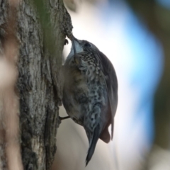 Cormobates leucophaea at Black Range, NSW - 29 Jul 2020