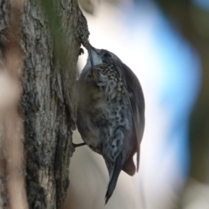 Cormobates leucophaea at Black Range, NSW - 29 Jul 2020