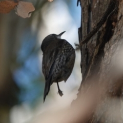 Cormobates leucophaea at Black Range, NSW - 29 Jul 2020 01:26 PM