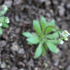 Erophila verna subsp. verna (Whitlow Grass) at Stromlo, ACT - 28 Jun 2020 by Sarah2019