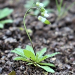 Erophila verna subsp. verna at Stromlo, ACT - 28 Jun 2020