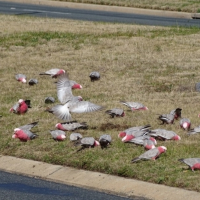 Eolophus roseicapilla (Galah) at Farrer, ACT - 29 Jul 2020 by Mike