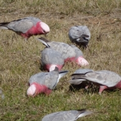 Eolophus roseicapilla at Farrer, ACT - 29 Jul 2020