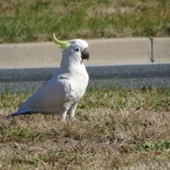 Cacatua galerita (Sulphur-crested Cockatoo) at Isaacs, ACT - 29 Jul 2020 by Mike