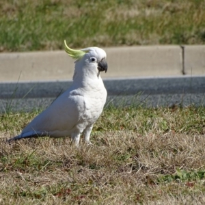 Cacatua galerita at Isaacs, ACT - 29 Jul 2020