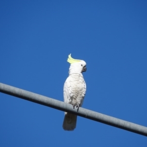 Cacatua galerita at Isaacs, ACT - 29 Jul 2020