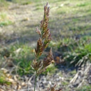 Lolium arundinaceum at Downer, ACT - 29 Jul 2020