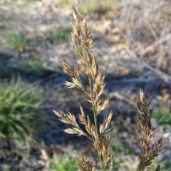 Lolium arundinaceum at Downer, ACT - 29 Jul 2020