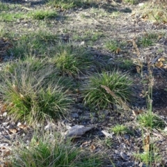 Lolium arundinaceum at Downer, ACT - 29 Jul 2020