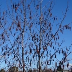 Alnus glutinosa (Black Alder) at Downer, ACT - 29 Jul 2020 by Mike