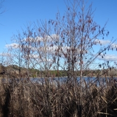 Alnus glutinosa at Downer, ACT - 29 Jul 2020