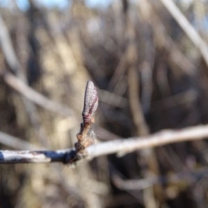 Alnus glutinosa at Downer, ACT - 29 Jul 2020