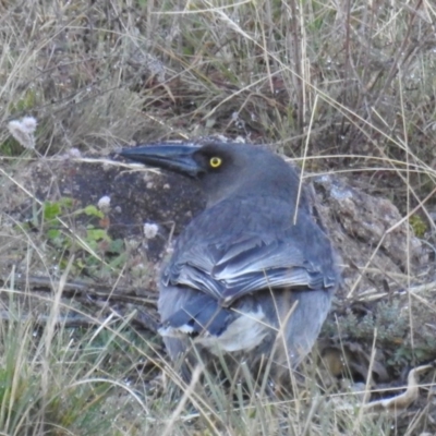 Strepera versicolor (Grey Currawong) at McQuoids Hill - 28 Jul 2020 by HelenCross