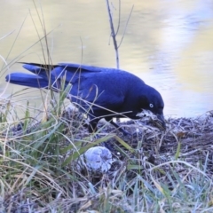 Corvus coronoides (Australian Raven) at Lake Tuggeranong - 29 Jul 2020 by Alison Milton