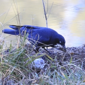 Corvus coronoides at Kambah, ACT - 29 Jul 2020 11:39 AM