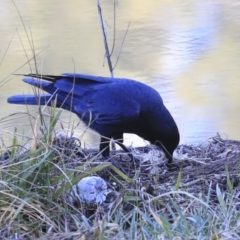 Corvus coronoides at Kambah, ACT - 29 Jul 2020 11:39 AM