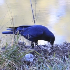 Corvus coronoides at Kambah, ACT - 29 Jul 2020 11:39 AM